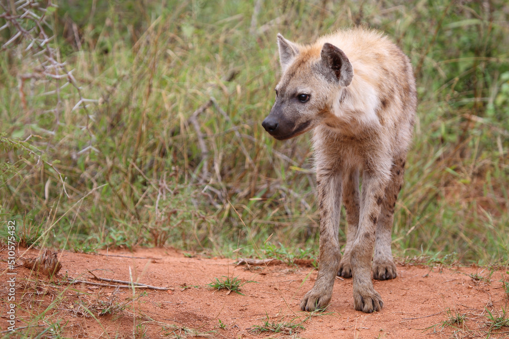 Tüpfelhyäne / Spotted hyaena / Crocuta crocuta... Tüpfelhyäne / Spotted hyaena / Crocuta crocuta...