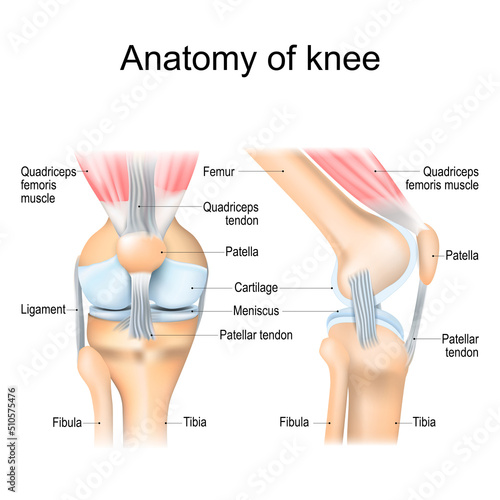 Knee anatomy