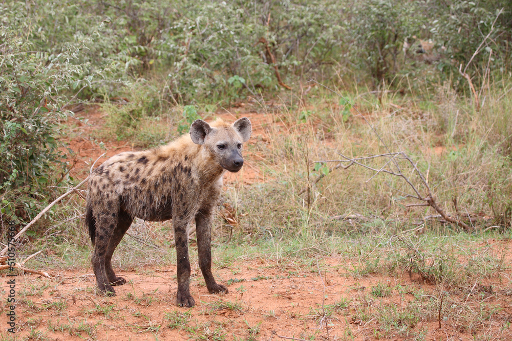 Tüpfelhyäne / Spotted hyaena / Crocuta crocuta... Tüpfelhyäne / Spotted hyaena / Crocuta crocuta...