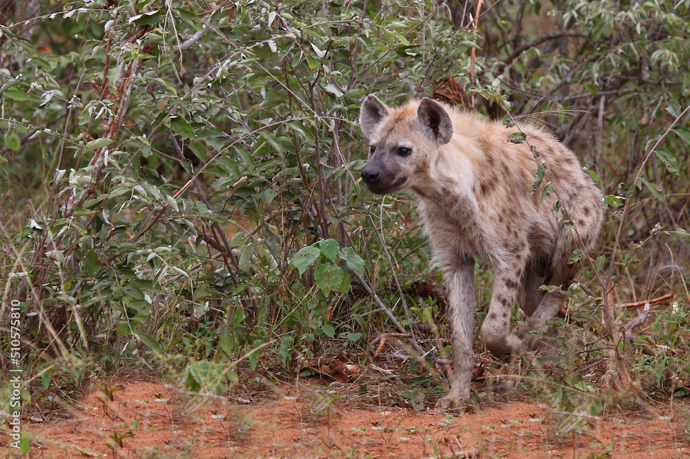 Tüpfelhyäne / Spotted hyaena / Crocuta crocuta... Tüpfelhyäne / Spotted hyaena / Crocuta crocuta...