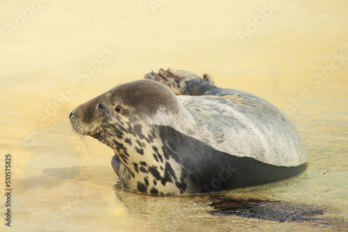 A close up of a seal in sand