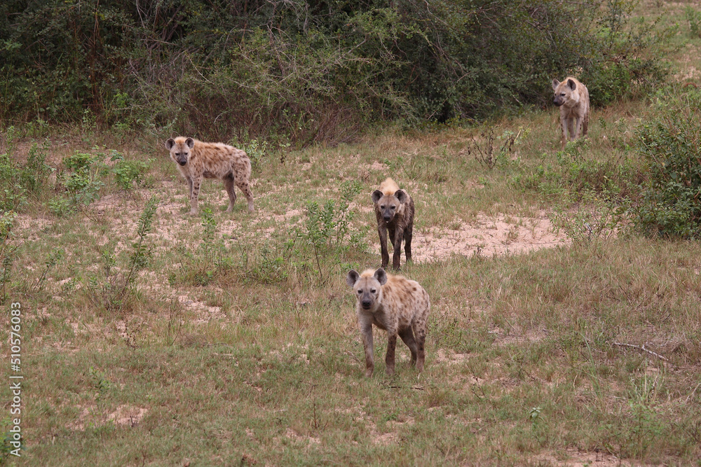 Tüpfelhyäne / Spotted hyaena / Crocuta crocuta... Tüpfelhyäne / Spotted hyaena / Crocuta crocuta...