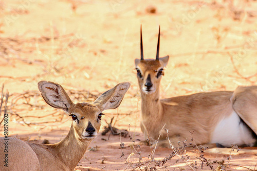Steenbok couple, Kgalagadi photo