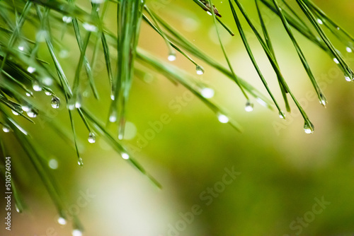 Dripping wet pine needles in a rainy day, close-up, green bokeh background 2
