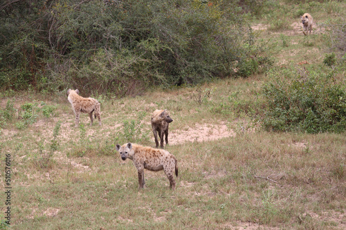 T  pfelhy  ne   Spotted hyaena   Crocuta crocuta...