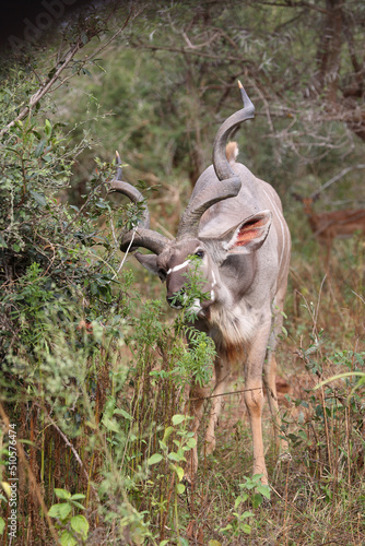 Gro  er Kudu   Greater kudu   Tragelaphus strepsiceros