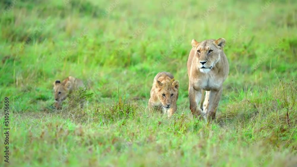 slow motion footage of a cute baby lion cub walking with lioness in the ...