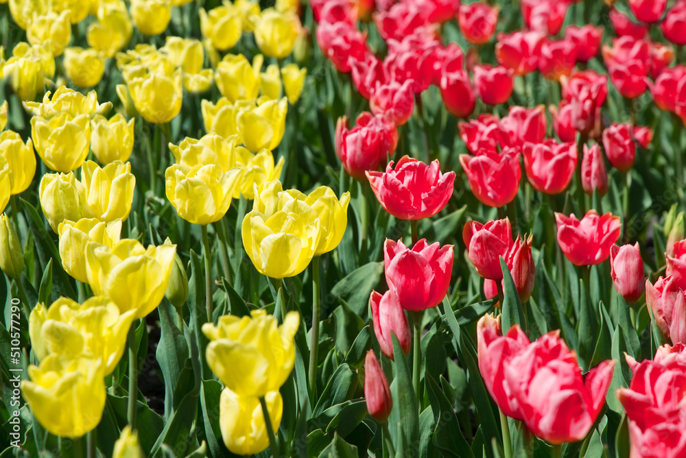 Yellow and red tulips bloom under sunshine in the garden. Yellow and red tulips bloom under sunshine in the garden.