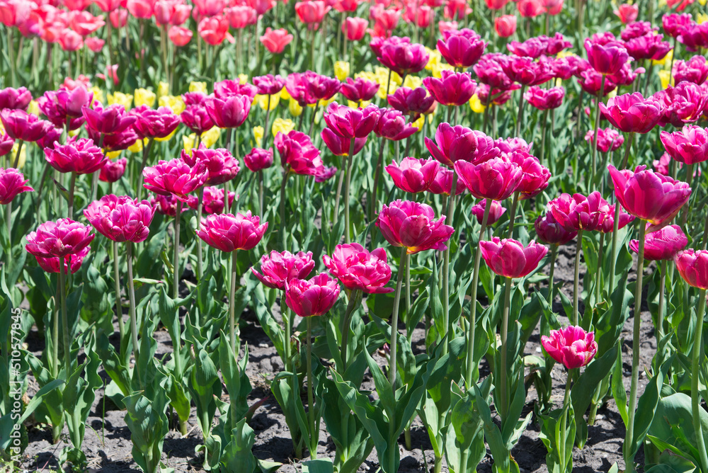 Yellow and red tulips bloom under sunshine in the garden. Yellow and red tulips bloom under sunshine in the garden.