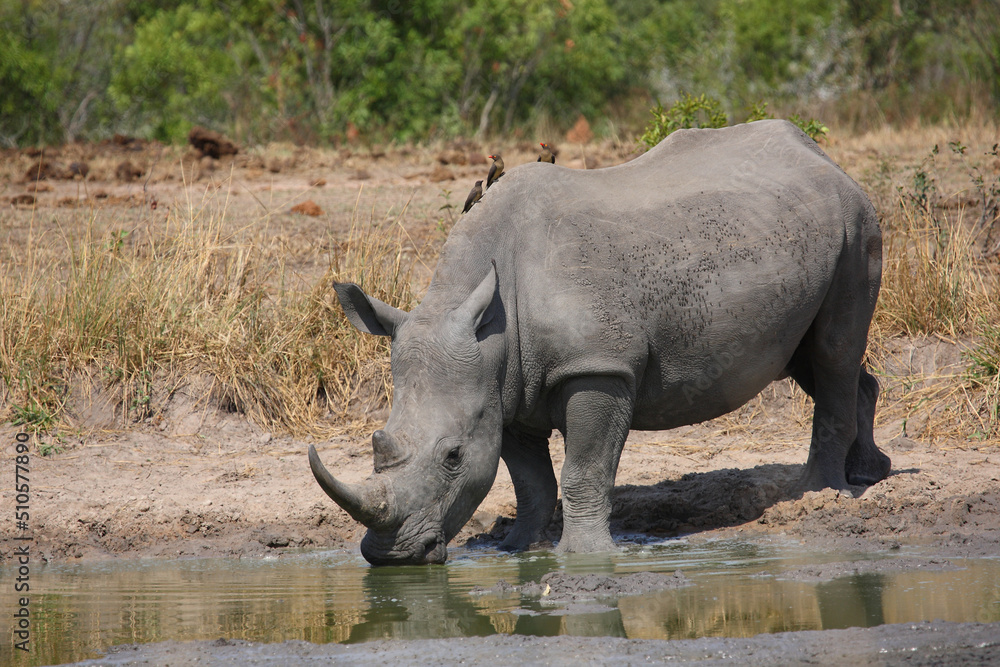 Fototapeta premium Breitmaulnashorn und Rotschnabel-Madenhacker / Square-lipped rhinoceros and Red-billed oxpecker / Ceratotherium simum et Buphagus erythrorhynchus.