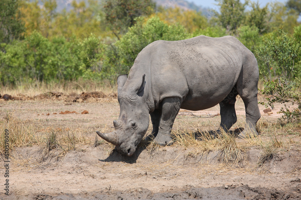 Breitmaulnashorn / Square-lipped rhinoceros / Ceratotherium simum Breitmaulnashorn / Square-lipped rhinoceros / Ceratotherium simum