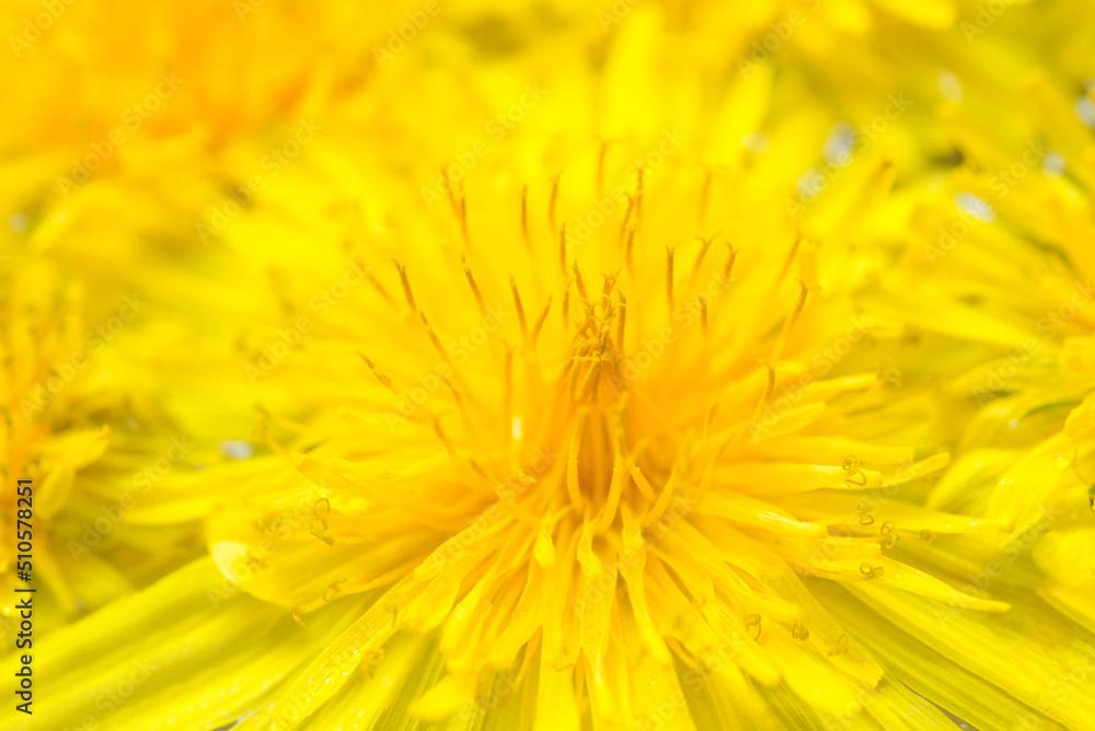 Bright beautiful background of yellow dandelions flowers Bright beautiful background of yellow dandelions flowers