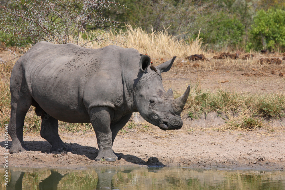 Obraz premium Breitmaulnashorn und Rotschnabel-Madenhacker / Square-lipped rhinoceros and Red-billed oxpecker / Ceratotherium simum et Buphagus erythrorhynchus