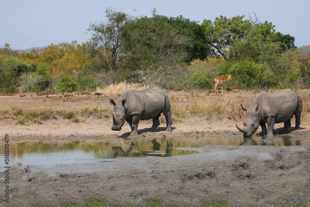 Fototapeta premium Breitmaulnashorn und Rotschnabel-Madenhacker / Square-lipped rhinoceros and Red-billed oxpecker / Ceratotherium simum et Buphagus erythrorhynchus.