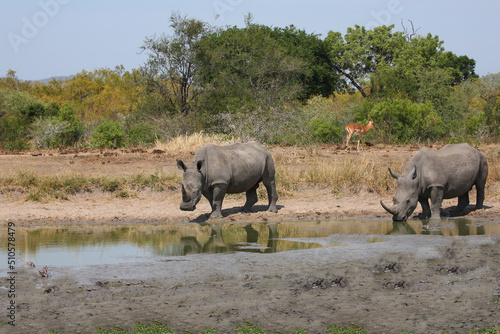 Breitmaulnashorn und Rotschnabel-Madenhacker   Square-lipped rhinoceros and Red-billed oxpecker   Ceratotherium simum et Buphagus erythrorhynchus.