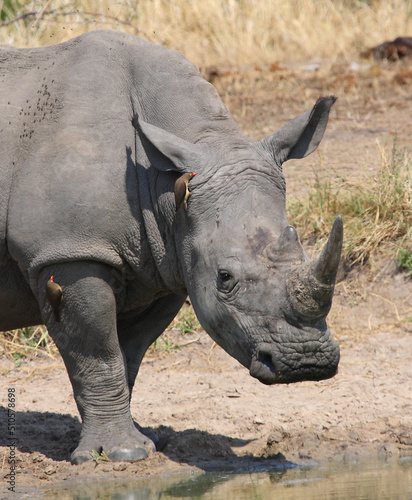 Breitmaulnashorn und Rotschnabel-Madenhacker / Square-lipped rhinoceros and Red-billed oxpecker / Ceratotherium simum et Buphagus erythrorhynchus