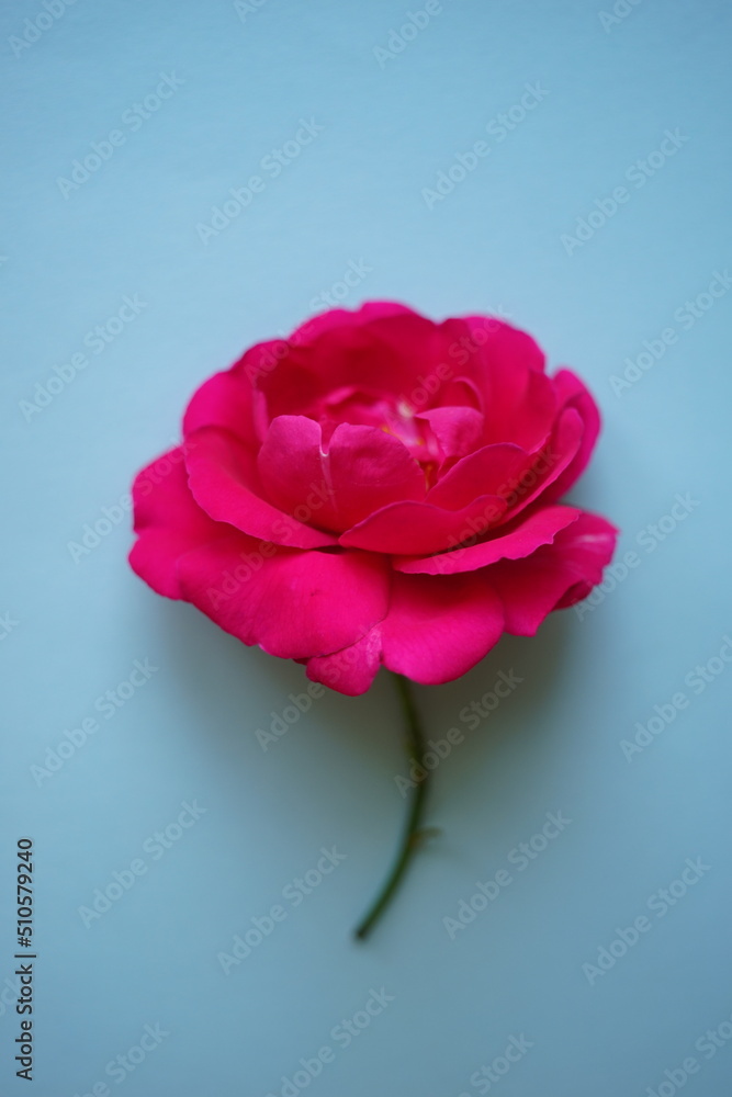 Pink rose flower on the blue table, floral card Pink rose flower on the blue table, floral card