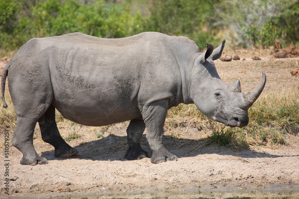 Obraz premium Breitmaulnashorn / Square-lipped rhinoceros / Ceratotherium simum