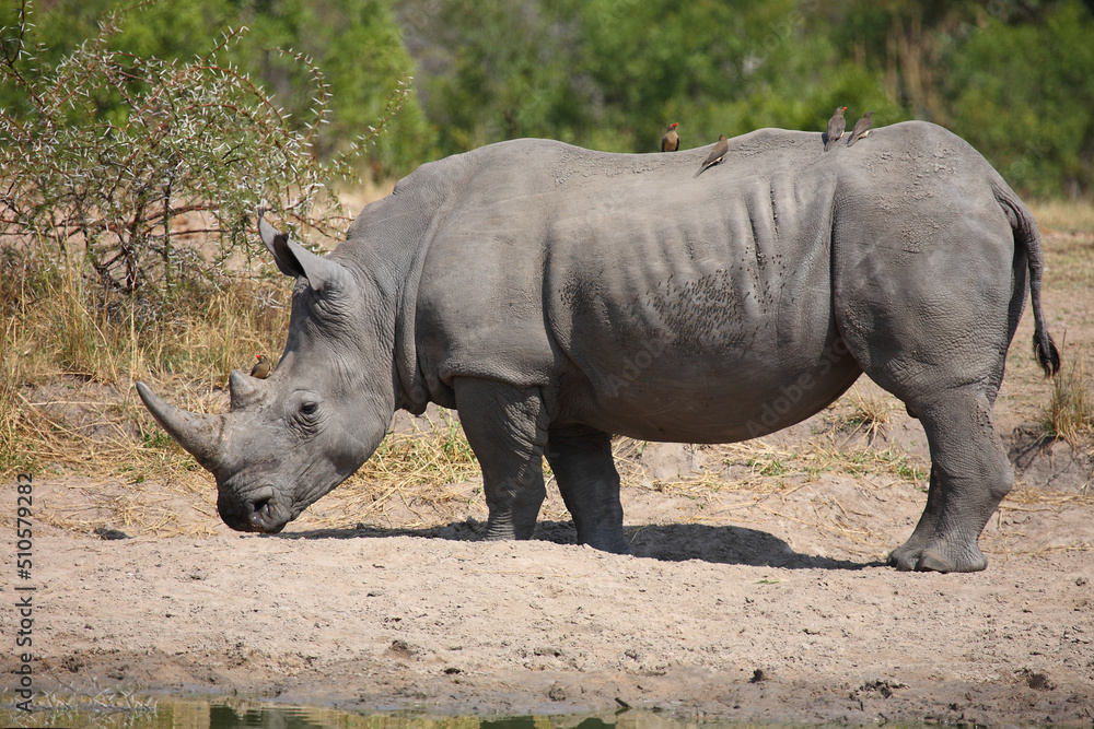 Obraz premium Breitmaulnashorn und Rotschnabel-Madenhacker / Square-lipped rhinoceros and Red-billed oxpecker / Ceratotherium simum et Buphagus erythrorhynchus.