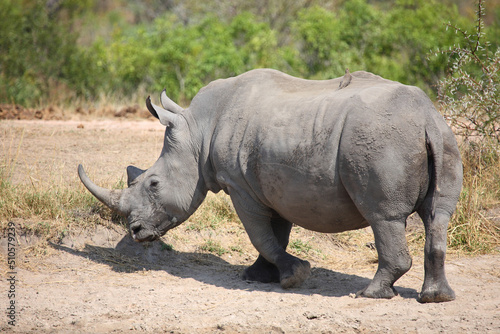 Breitmaulnashorn   Square-lipped rhinoceros   Ceratotherium simum