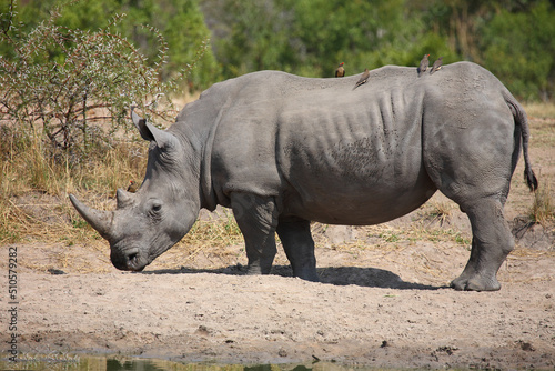 Breitmaulnashorn und Rotschnabel-Madenhacker   Square-lipped rhinoceros and Red-billed oxpecker   Ceratotherium simum et Buphagus erythrorhynchus.