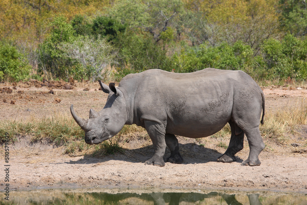 Fototapeta premium Breitmaulnashorn / Square-lipped rhinoceros / Ceratotherium simum