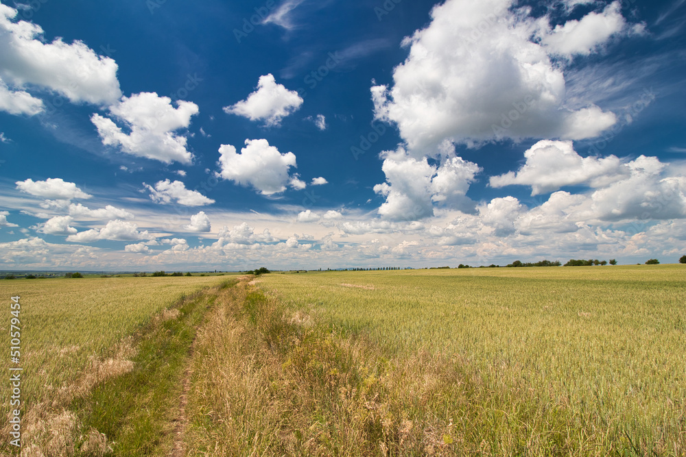 A dusty path between grain fields in spring under white clouds. A dusty path between grain fields in spring under white clouds.