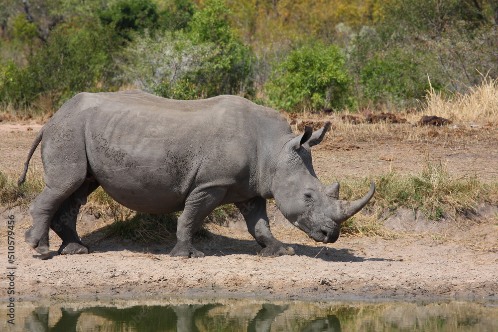 Breitmaulnashorn / Square-lipped rhinoceros / Ceratotherium simum Breitmaulnashorn / Square-lipped rhinoceros / Ceratotherium simum