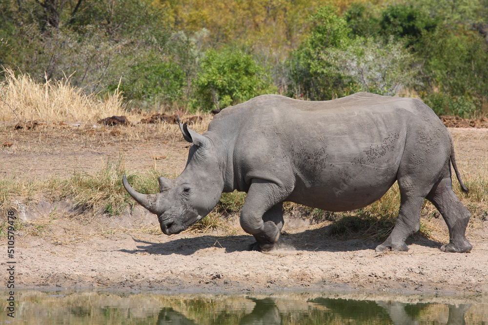 Fototapeta premium Breitmaulnashorn und Rotschnabel-Madenhacker / Square-lipped rhinoceros and Red-billed oxpecker / Ceratotherium simum et Buphagus erythrorhynchus