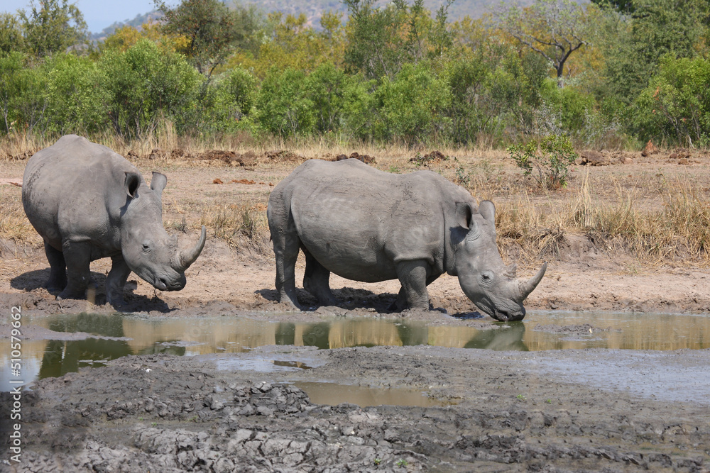 Fototapeta premium Breitmaulnashorn / Square-lipped rhinoceros / Ceratotherium simum