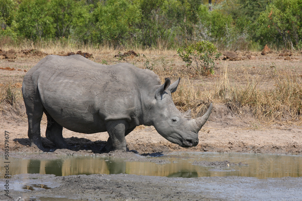 Obraz premium Breitmaulnashorn / Square-lipped rhinoceros / Ceratotherium simum