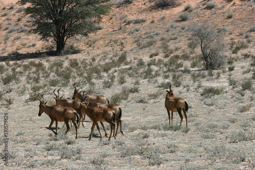 Red Hartebeest in the Kgalagadi