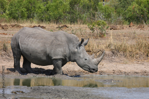 Breitmaulnashorn   Square-lipped rhinoceros   Ceratotherium simum