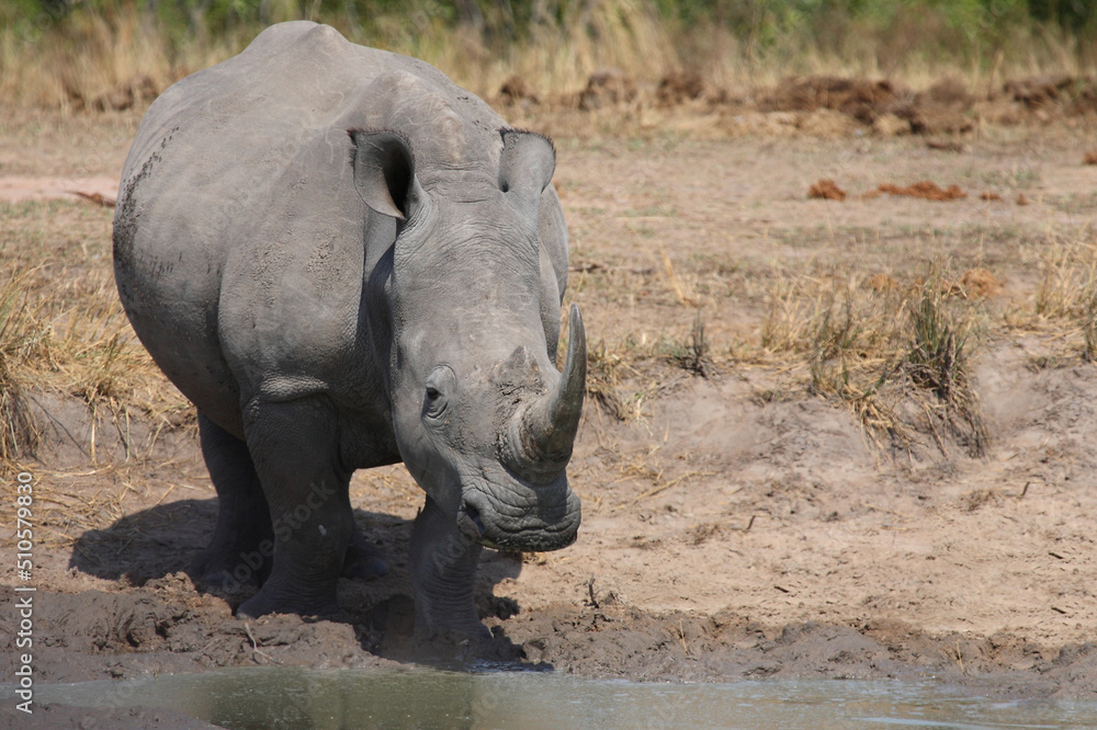 Breitmaulnashorn / Square-lipped rhinoceros / Ceratotherium simum Breitmaulnashorn / Square-lipped rhinoceros / Ceratotherium simum