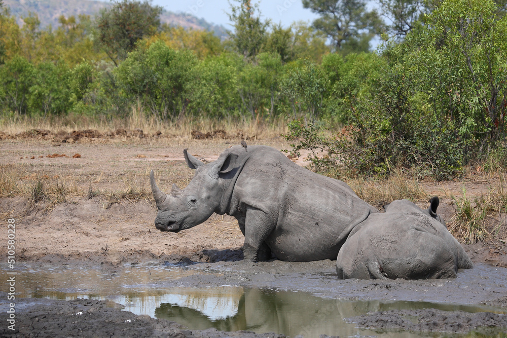Fototapeta premium Breitmaulnashorn und Rotschnabel-Madenhacker / Square-lipped rhinoceros and Red-billed oxpecker / Ceratotherium simum et Buphagus erythrorhynchus