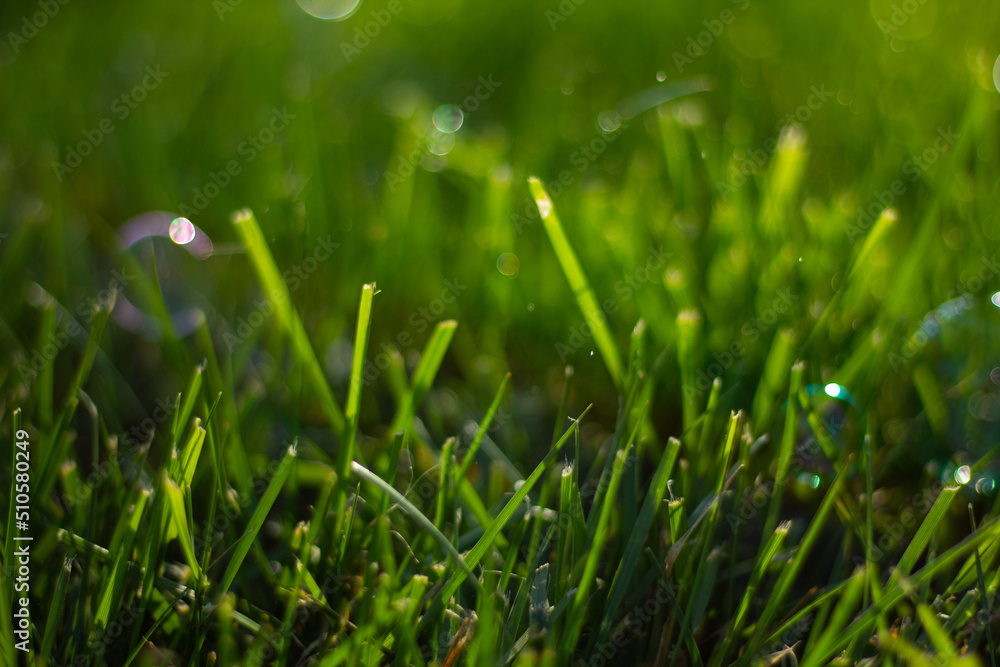 closeup grass and popping bubbles closeup grass and popping bubbles