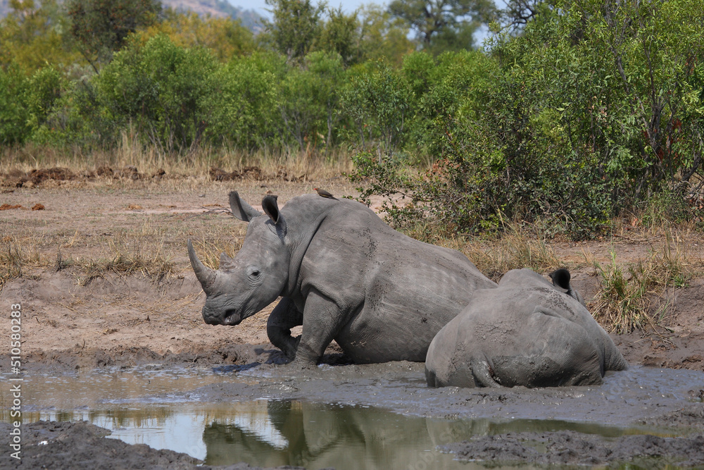 Fototapeta premium Breitmaulnashorn und Rotschnabel-Madenhacker / Square-lipped rhinoceros and Red-billed oxpecker / Ceratotherium simum et Buphagus erythrorhynchus