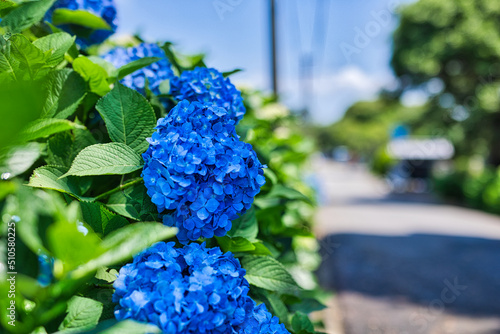 Obraz na płótnie 晴れた日のきれいな青色の紫陽花 w salonie