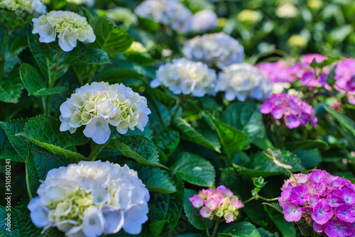 Obraz na płótnie 色とりどりに咲く紫陽花 w salonie
