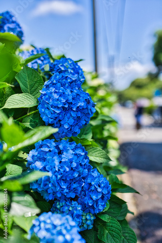 Obraz na płótnie 晴れた日のきれいな青色の紫陽花 w salonie