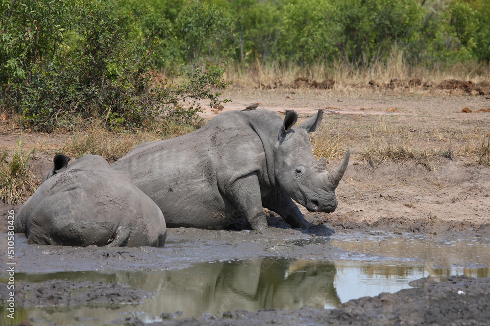 Breitmaulnashorn und Rotschnabel-Madenhacker / Square-lipped rhinoceros and Red-billed oxpecker / Ceratotherium simum et Buphagus erythrorhynchus Breitmaulnashorn und Rotschnabel-Madenhacker / Square-lipped rhinoceros and Red-billed oxpecker / Ceratotherium simum et Buphagus erythrorhynchus
