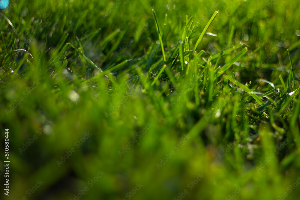 closeup grass and popping bubbles closeup grass and popping bubbles