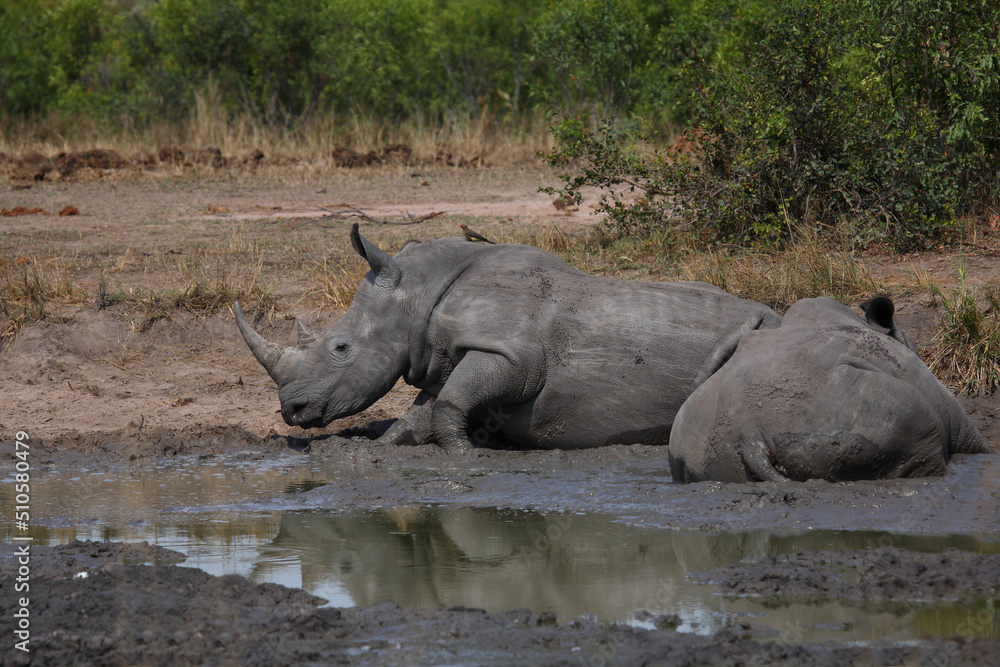 Fototapeta premium Breitmaulnashorn und Rotschnabel-Madenhacker / Square-lipped rhinoceros and Red-billed oxpecker / Ceratotherium simum et Buphagus erythrorhynchus