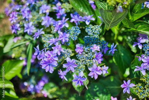 Obraz na płótnie きれいな紫色の紫陽花のクローズアップ w salonie