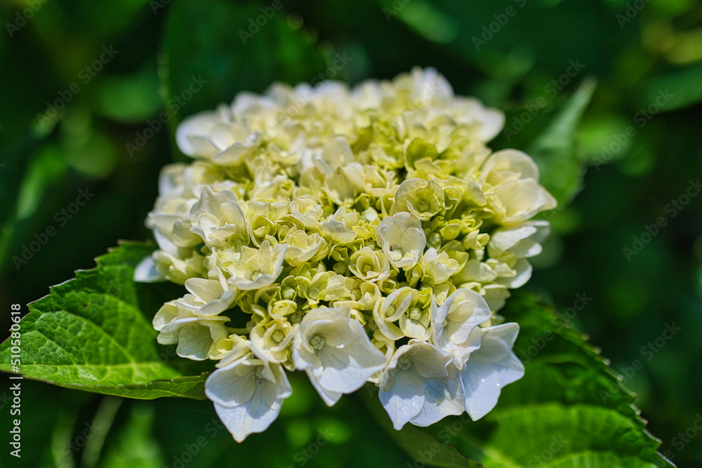 きれいな白色の紫陽花のクローズアップ