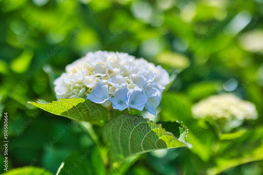 晴れた日のきれいな白色の紫陽花のクローズアップ