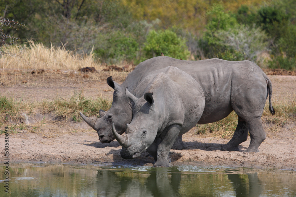 Breitmaulnashorn / Square-lipped rhinoceros / Ceratotherium simum Breitmaulnashorn / Square-lipped rhinoceros / Ceratotherium simum