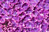 Macro image of spring soft violet lilac flowers, natural seasonal floral background.	