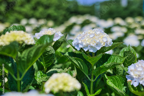 Obraz na płótnie 晴れた日のきれいな白色の紫陽花 w salonie