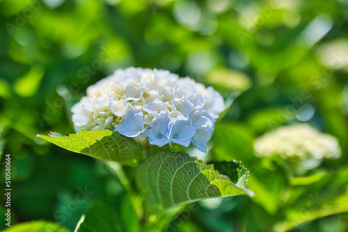 Obraz na płótnie 晴れた日のきれいな白色の紫陽花のクローズアップ w salonie